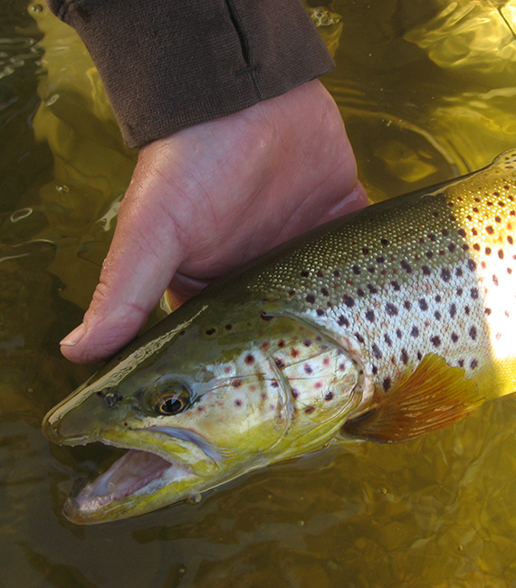 RESIDENT TROUT