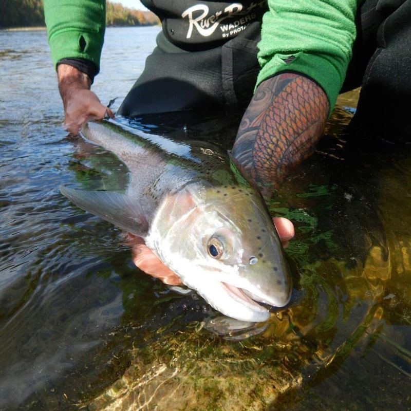 STEELHEAD